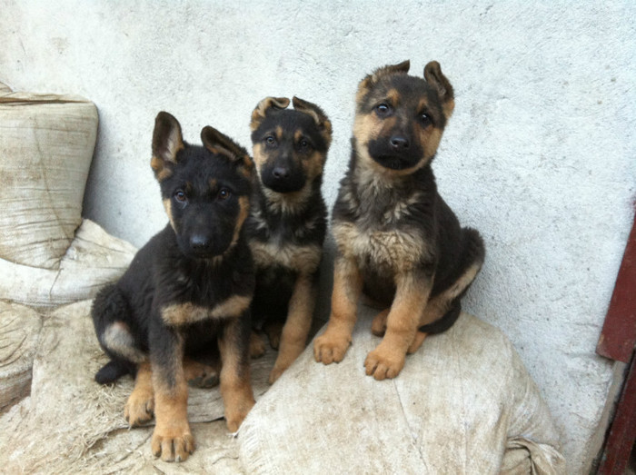 puii lui Jessy 062 - PRIMII PUI AI LUI JESSY CU FIDO