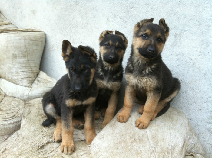 puii lui Jessy 064 - PRIMII PUI AI LUI JESSY CU FIDO