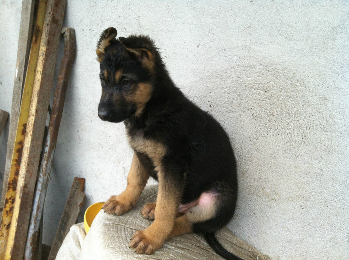 POZE CU MASCULII DE LUP AI LUI JESSY 004