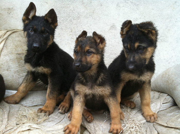 POZE CU MASCULII DE LUP AI LUI JESSY 009 - PRIMII PUI AI LUI JESSY CU FIDO