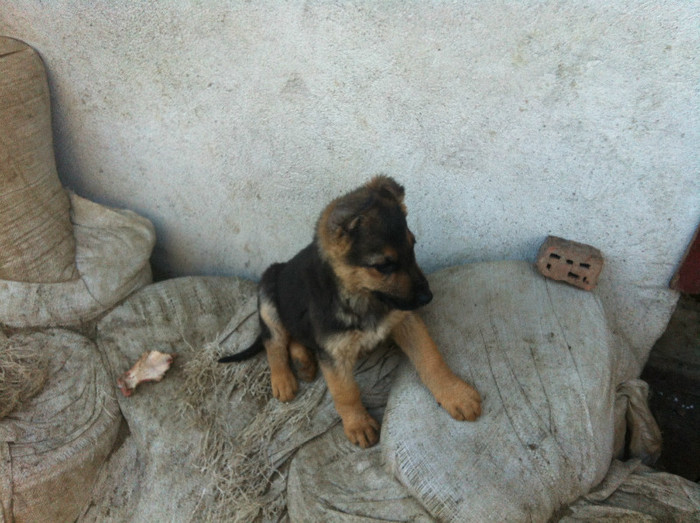 poze cu puii lui Jessy 002 - PRIMII PUI AI LUI JESSY CU FIDO