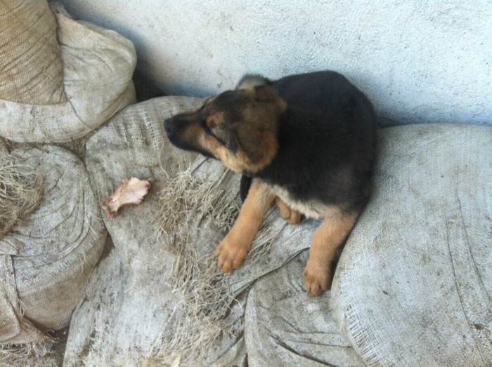 poze cu puii lui Jessy 005 - PRIMII PUI AI LUI JESSY CU FIDO