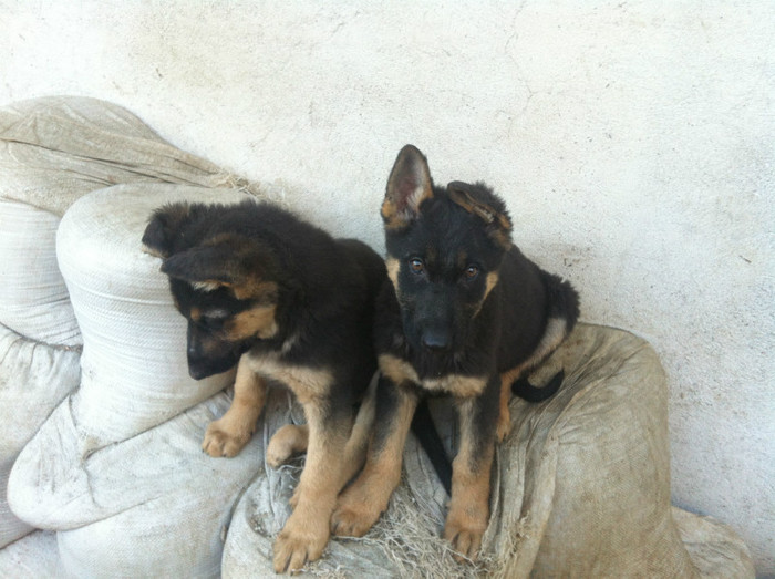 poze cu puii lui Jessy 007 - PRIMII PUI AI LUI JESSY CU FIDO