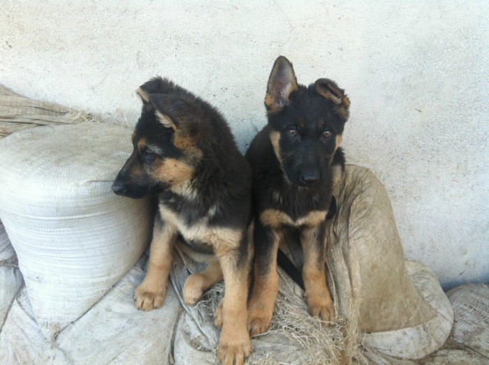 poze cu puii lui Jessy 008 - PRIMII PUI AI LUI JESSY CU FIDO