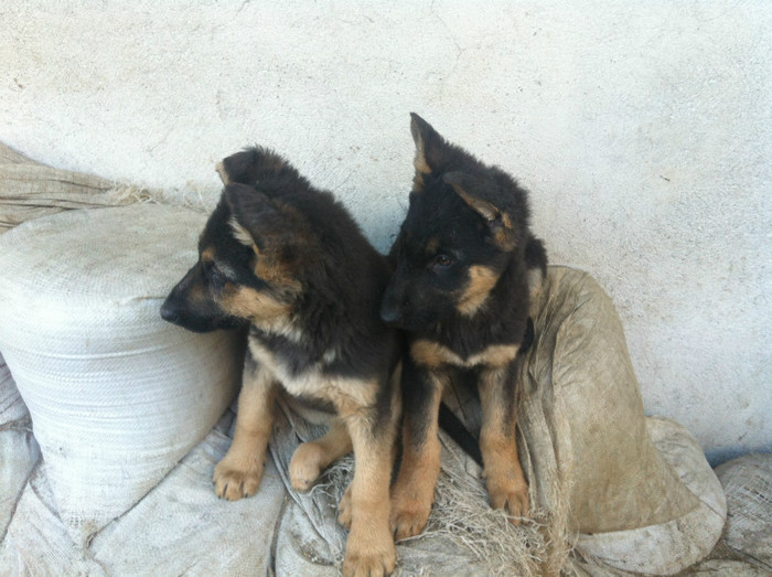 poze cu puii lui Jessy 009 - PRIMII PUI AI LUI JESSY CU FIDO