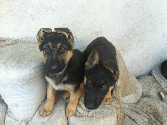 poze cu puii lui Jessy 010 - PRIMII PUI AI LUI JESSY CU FIDO