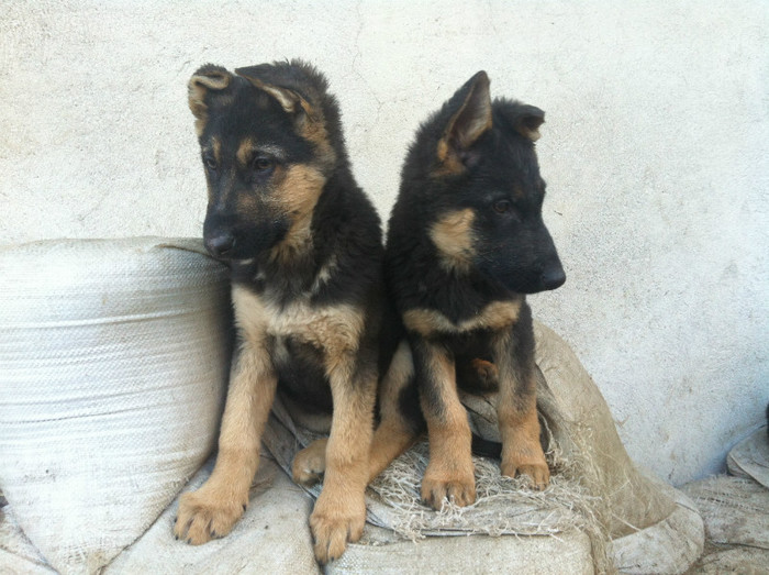 poze cu puii lui Jessy 012 - PRIMII PUI AI LUI JESSY CU FIDO