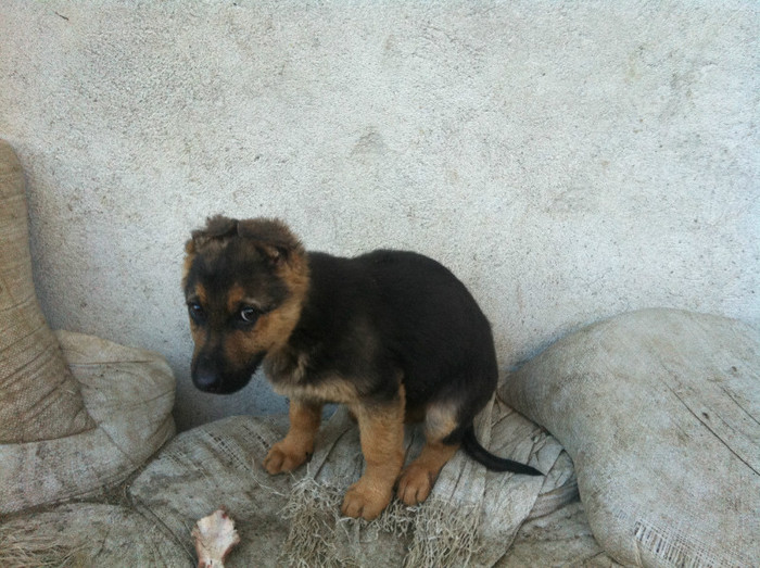 poze cu puii lui Jessy 016 - PRIMII PUI AI LUI JESSY CU FIDO