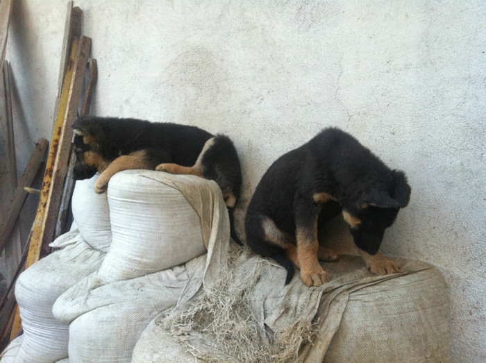 poze cu puii lui Jessy 017 - PRIMII PUI AI LUI JESSY CU FIDO