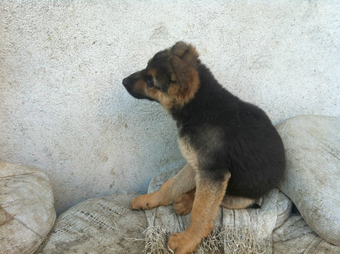 poze cu puii lui Jessy 022 - PRIMII PUI AI LUI JESSY CU FIDO