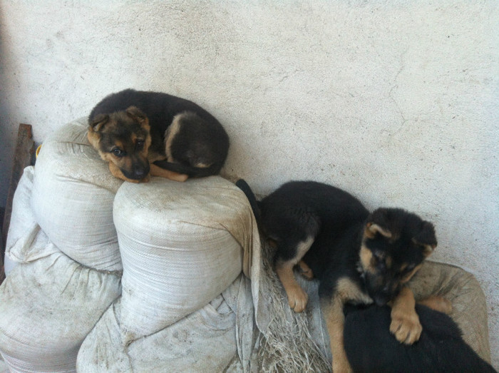 poze cu puii lui Jessy 023 - PRIMII PUI AI LUI JESSY CU FIDO