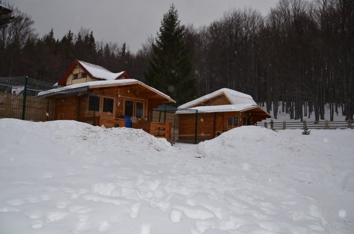 casutele fermei - Ianuarie 2013