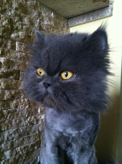 ; Suparat ca l-am tuns...
