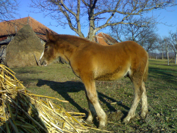 311220122826 - MANZUL LA 3 LUNI - DE VANZARE