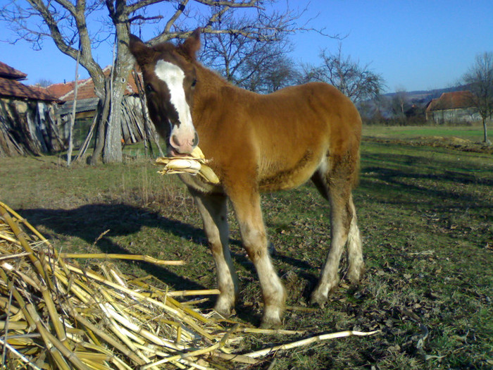 311220122828 - MANZUL LA 3 LUNI - DE VANZARE