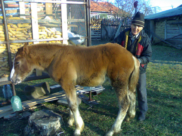 311220122843 - MANZUL LA 3 LUNI - DE VANZARE