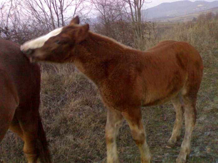 311220122849 - MANZUL LA 3 LUNI - DE VANZARE