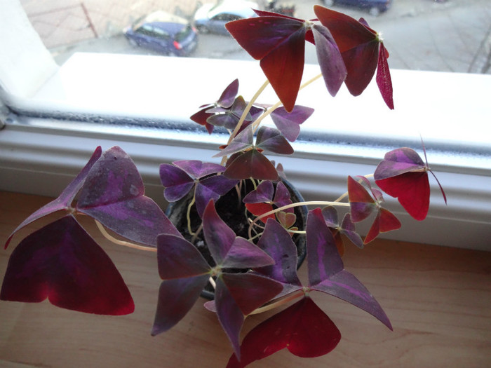 Oxalis triangularis
