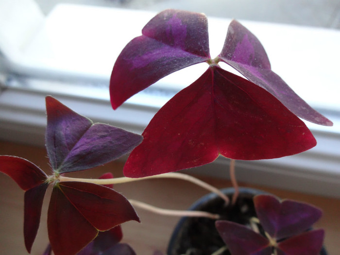 DSC00985 - Oxalis