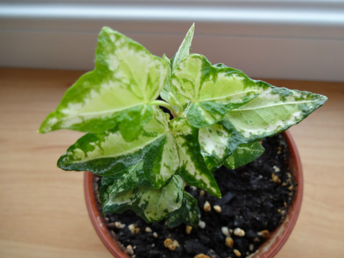 Hedera helix - Hedera