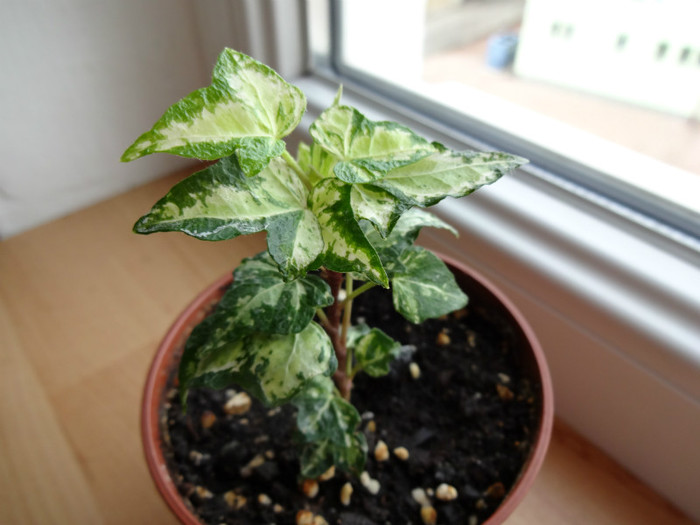 DSC00953 - Hedera