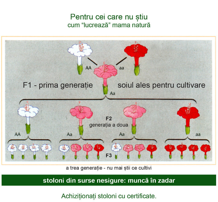 F1 stoloni capsuni; sursa stoloni nesigura = recolta nesigura
