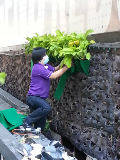 crearea unui perete verde - Thailand - Bangkok 2012