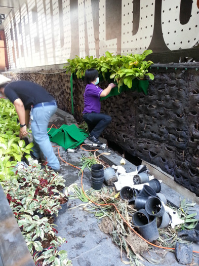 crearea unui perete verde