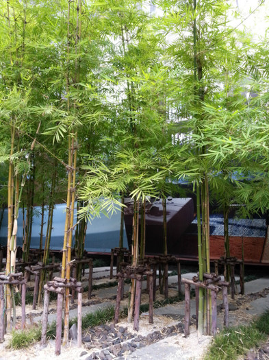 Bamboo - Thailand - Bangkok 2012