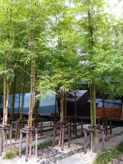Bamboo