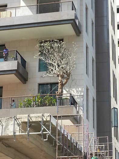 Plumeria uriasa pe balcon