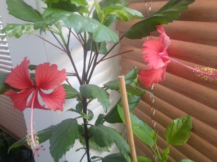 08.01 - hibiscusi 2o12