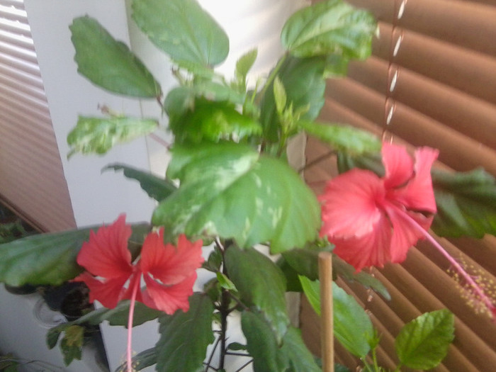 Fotografie0300 - hibiscusi 2o12