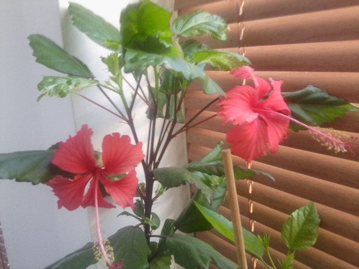 Fotografie0303 - hibiscusi 2o12