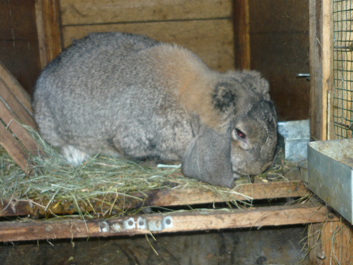 P1030586 - BERBEC GERMAN