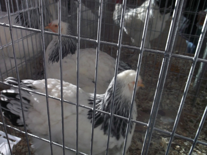 DSCF7836 - EXPOZITIE GAINI DE RASA -BAIA MARE 2013