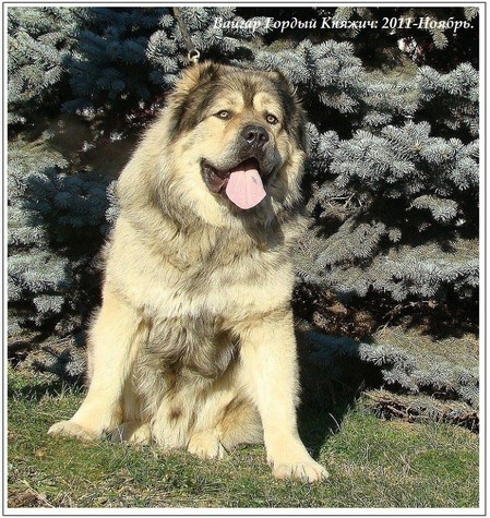 image; Bunicul puilor
