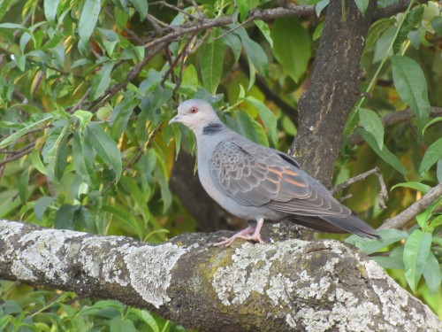 TURTURICA AFRICANA - PORUMBEI SI TURTURELE EXOTICE