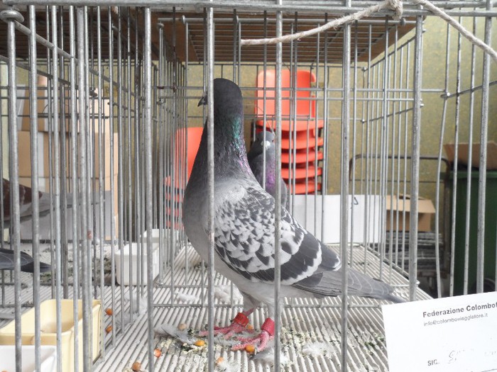 133510 HOMER; FIUL LUI NEAMTU
