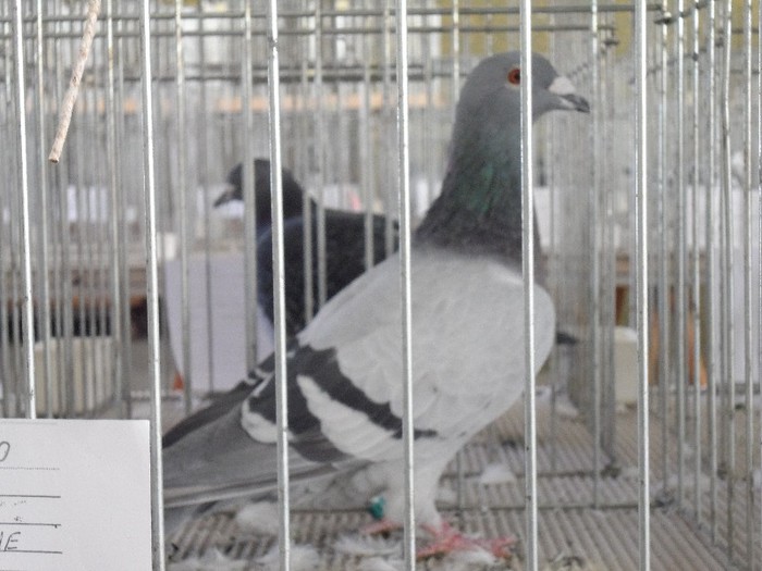 POLONEZA; IN EXPO ALI LATINE ITALIA NOV 2012
