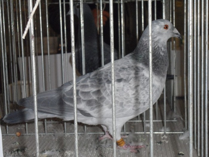 SURUCA RO 09; AMBRUS BOGDAN
