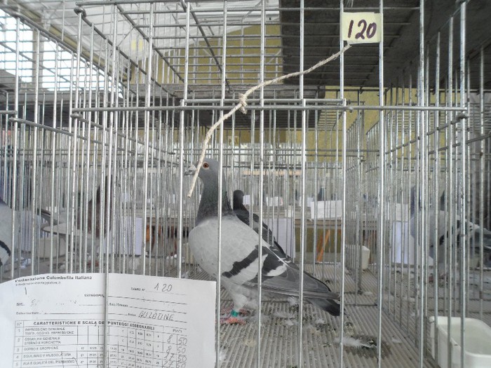 POLONEZA; PROVINE AMBRUS BOGDAN
