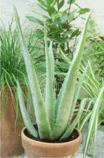 aloe barbadensis (aloe vera) - Aloe Vera