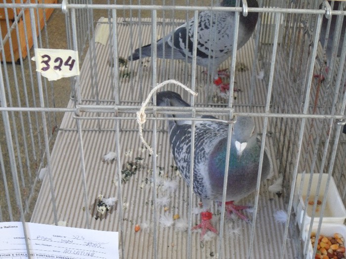 133521 SPEED; FIICA LUI SURUCU
