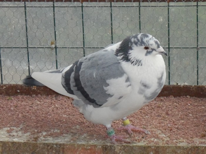 BROSOVEANCA; PROVINE DE LA MACOVSKI MIHAIL RO 2005 ARE INEL DE PROPRIETATE
