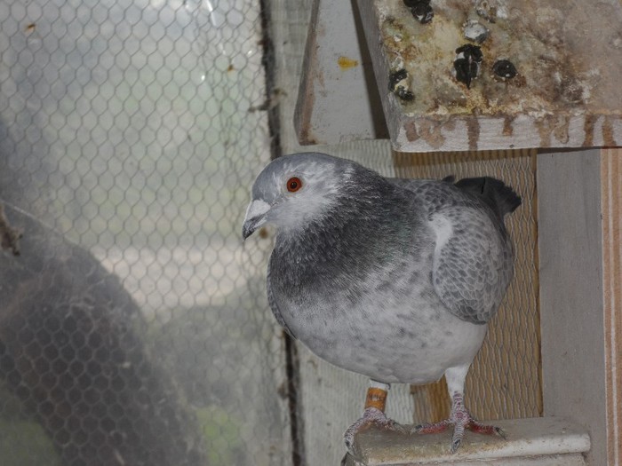 SURUCA RO 09; AMBRUS BOGDAN
