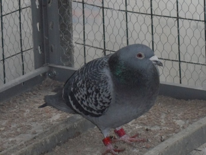 133521 SPEED; FIICA LUI SURUCU
