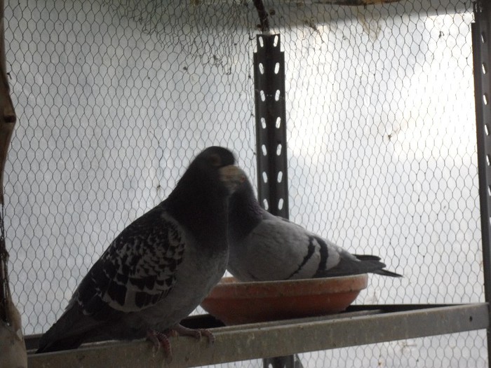 BATRANU; BATRANU CU FIOCO
