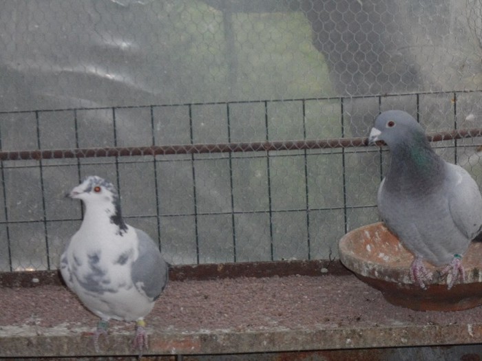 BRASOVEANCA SI POLONEZA