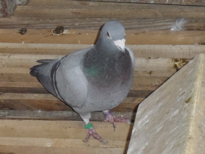 BIG MAMA; 2002 HU FEMELA DE BAZA
